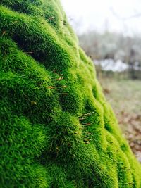 Close-up of plant growing on field