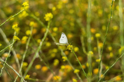 Close-up of white flowering plant on field