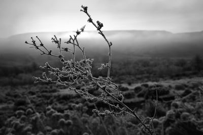 Close-up of dry plant on field against sky