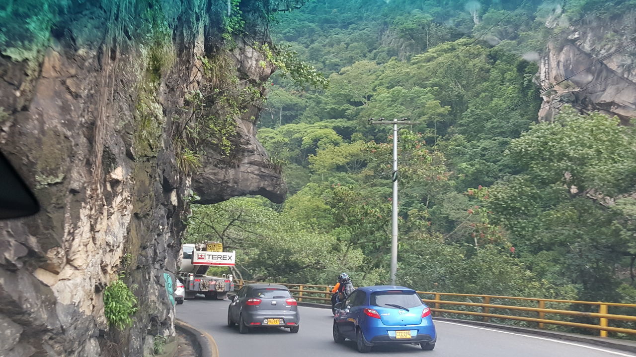 tree, transportation, mode of transport, car, road, day, outdoors, land vehicle, nature, no people