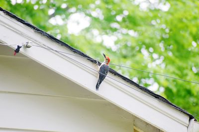 Low angle view of bird perching on plant