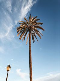 Low angle view of palm tree against sky in orange evening sunlight