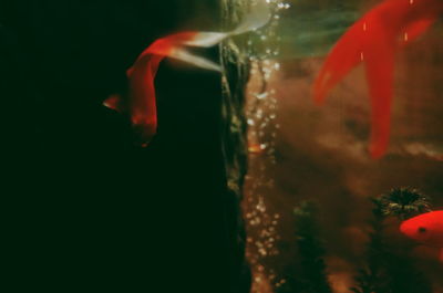 Close-up of fish swimming in water