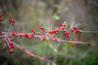 Close-up of red berries growing on tree