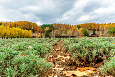 Scenic view of field against sky during autumn