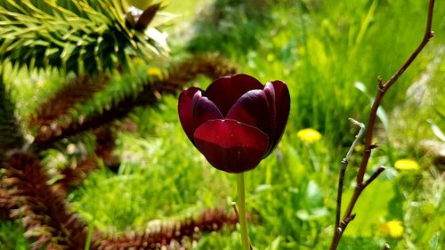 Close-up of red rose flower