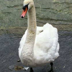 White swan in water