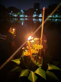 Close-up of illuminated flower at night