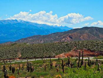 Scenic view of vineyard against sky