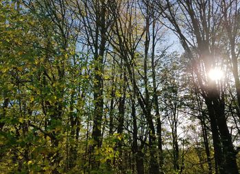 Low angle view of trees in forest during autumn