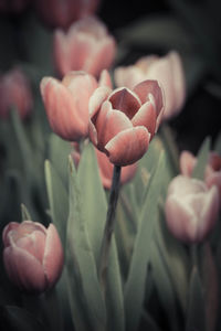 Close-up of hand holding pink flowers