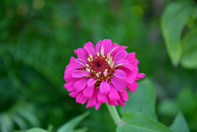 Close-up of pink flower