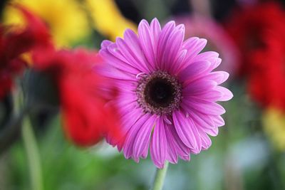 Close-up of pink flower