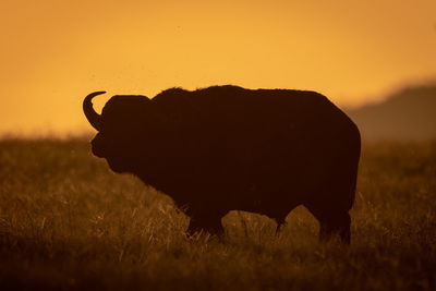 Cape buffalo stands in silhouette at sunrise