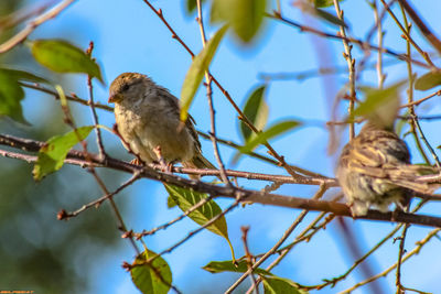 Low angle view of bird perching on branch