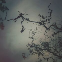 Low angle view of bare trees against sky