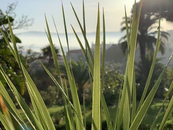 Close-up of grass growing on field against sky