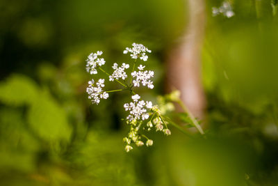 Close-up of white flowering plant