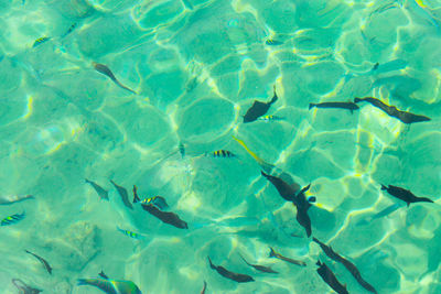 High angle view of swimming in sea