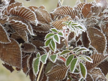 Close-up of frozen plants during winter