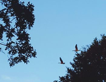 Low angle view of birds flying against clear blue sky