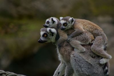 Monkeys sitting outdoors