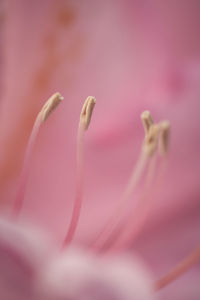 Close-up of pink flower