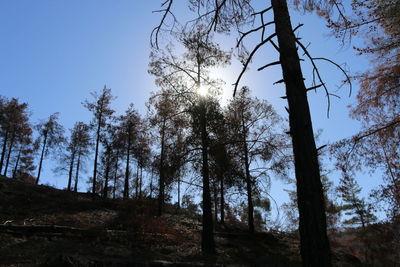 Low angle view of trees in forest against sky