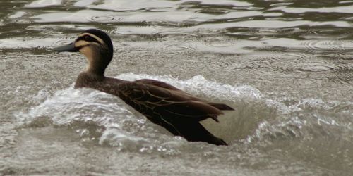 View of an animal in water