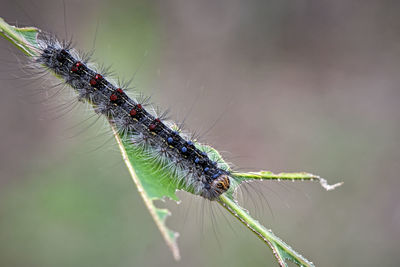 Close-up of insect on spider web