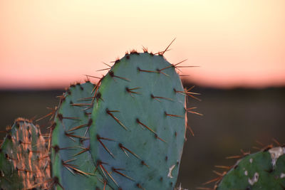 Close-up of cactus with pink sky background 