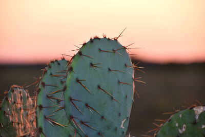 Close-up of plant