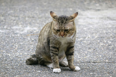 Portrait of cat sitting outdoors