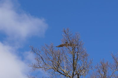 Low angle view of tree against blue sky