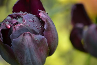 Close-up of wet flower blooming outdoors