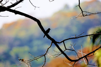 Bird perching on tree against sky