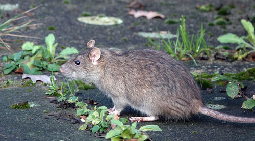 Side view of a rat on land