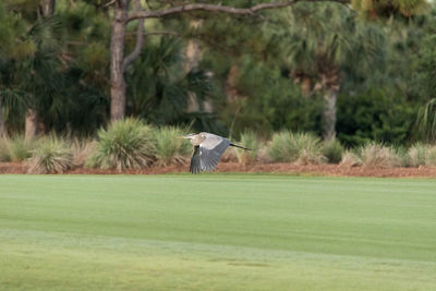 Man on golf course