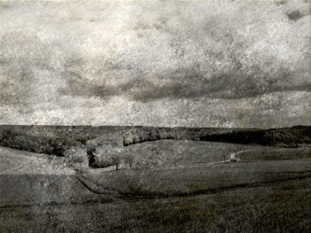 View of lizard on land