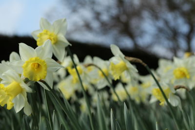 Close-up of yellow daffodil blooming outdoors