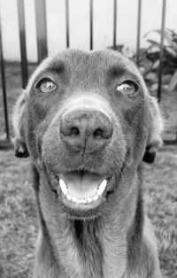 Close-up portrait of dog