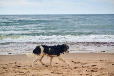 Lost dog walking on sandy beach and looking for owner, sea background. wet sad dog with collar