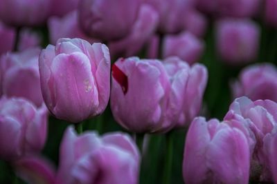 Full frame shot of pink tulips blooming in park