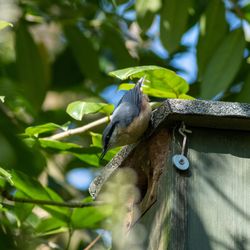 Low angle view of bird perching on tree