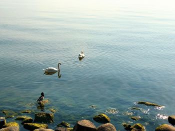 High angle view of swans swimming on lake