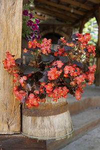 Close-up of flowering plant against tree