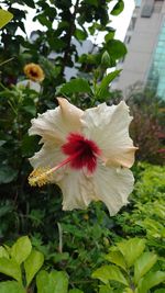 hibiscus