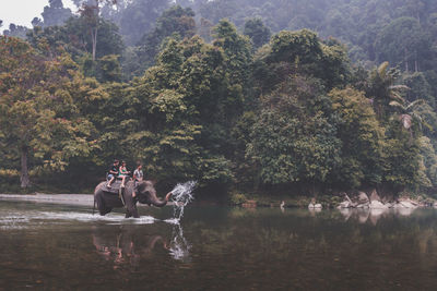 People riding elephant in lake against trees