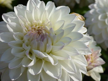 Close-up of white dahlia flower