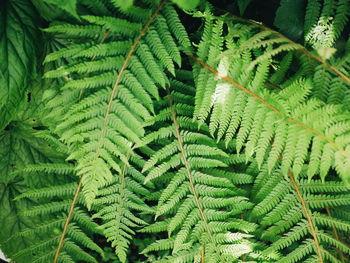 Close-up of fern leaves